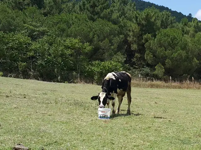 Doktor Cesme'nin yemek ve ambiyans fotoğrafları 5