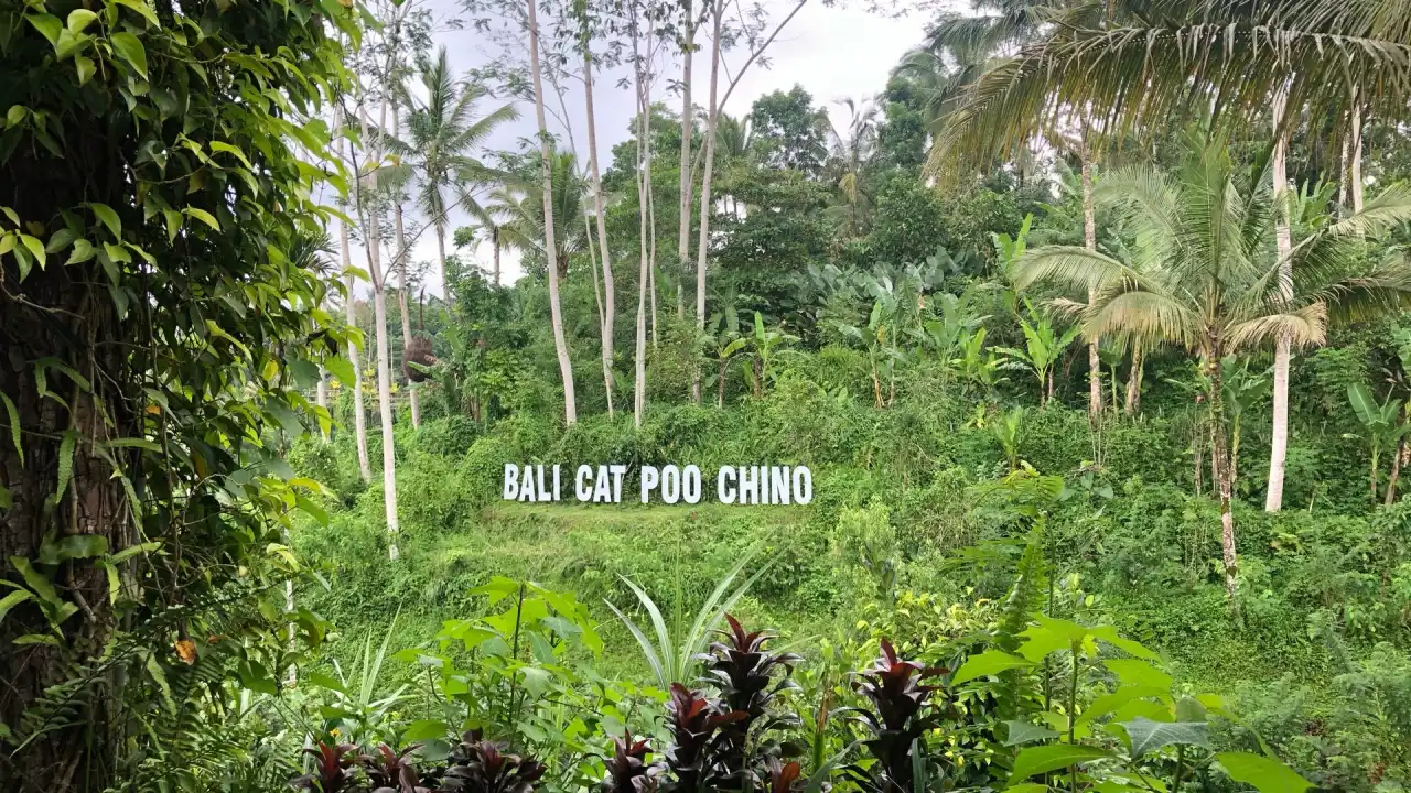 Bali Cat Poo Chino