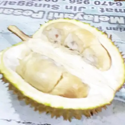 Durian Pelawi