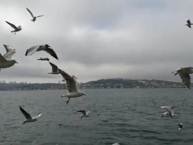 Beykoz Korusu Restaurant'nin yemek ve ambiyans fotoğrafları 13