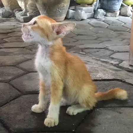 Gambar Makanan RM Kedai Stasiun Ketapang 6