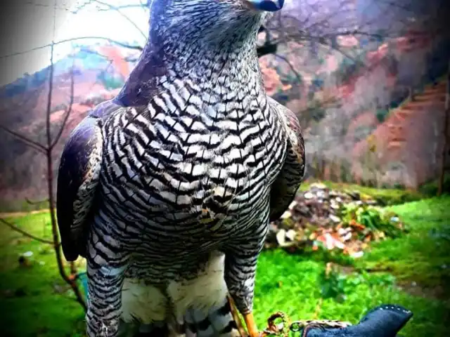 Şimşek Ekmek Unlu Mamulleri'nin yemek ve ambiyans fotoğrafları 10