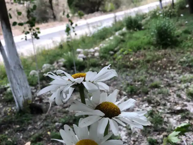 Bayar Aile Piknik Restaurant'nin yemek ve ambiyans fotoğrafları 3