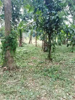 SANTAI-SANTAI Makan Durian Di Dusun