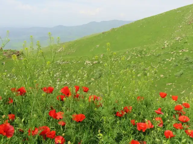 Saklı Bahçe'nin yemek ve ambiyans fotoğrafları 3