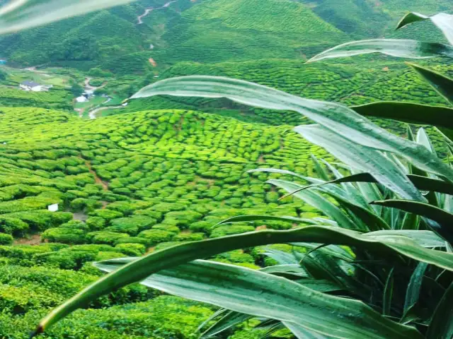 Bharat Tea Plantation Food Photo 3