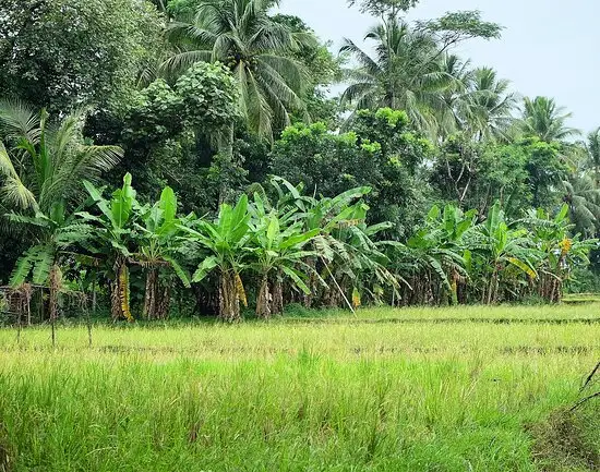 Gambar Makanan Liwet Saung Ambu 13