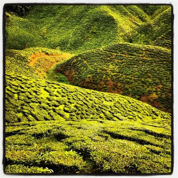 Cameron Bharat Tea Valley