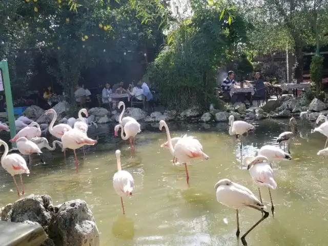 Flamingo Köy'nin yemek ve ambiyans fotoğrafları 13