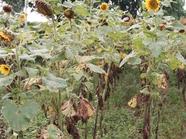 Gambar Makanan Arumdalu 2