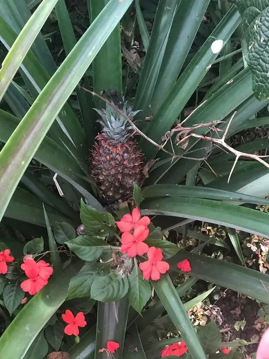 Gambar Makanan Waroeng Wayan Jatiluwih 13