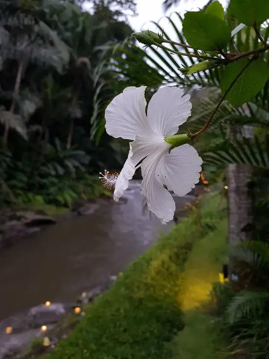 Gambar Makanan Swept Away at The Samaya Ubud 15