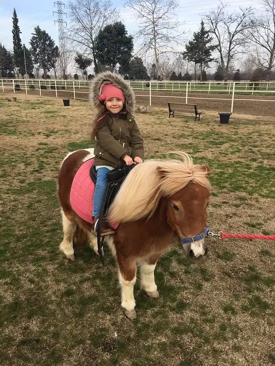 Manej Cafe ve Atlı Spor'nin yemek ve ambiyans fotoğrafları 13