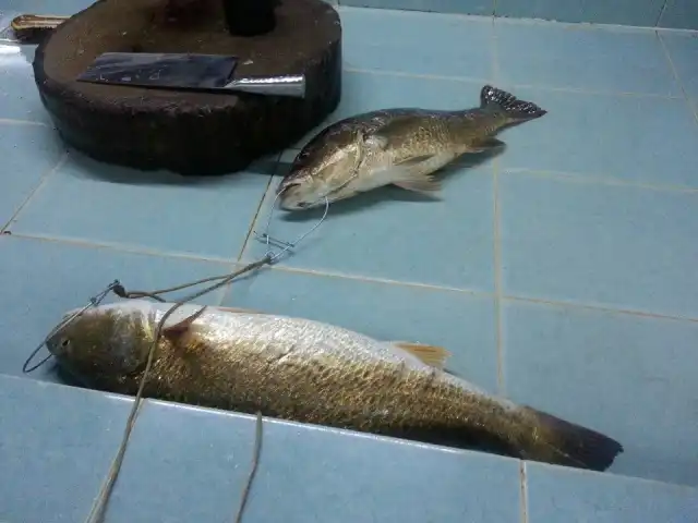 Sea lion Ikan Air Masin Food Photo 4