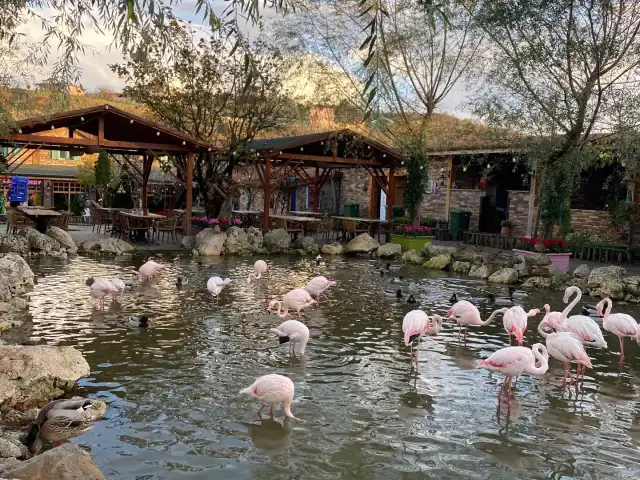 Flamingo Köy'nin yemek ve ambiyans fotoğrafları 4