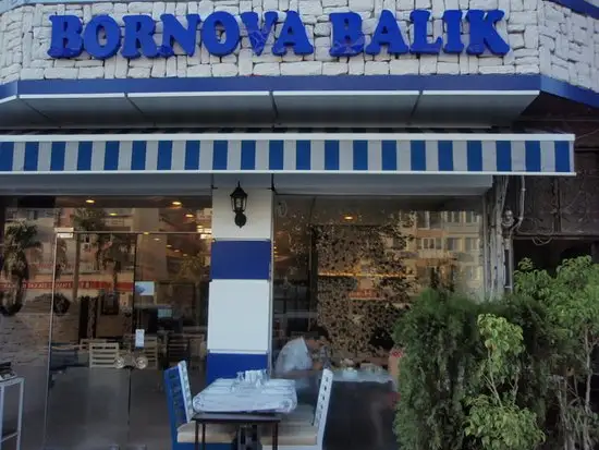 Bornova Balik Pisiricisi