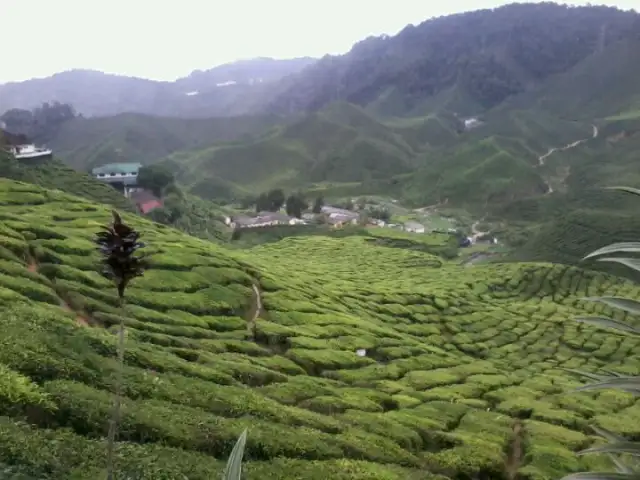 Cameron Bharat Tea Valley Food Photo 14