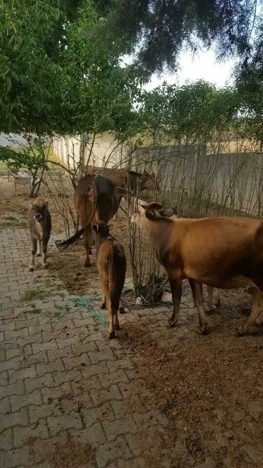 Küçükoğlu Et ve Mangal'nin yemek ve ambiyans fotoğrafları 20