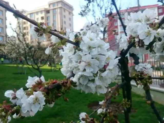 Kiraz Bahçesi'nin yemek ve ambiyans fotoğrafları 2