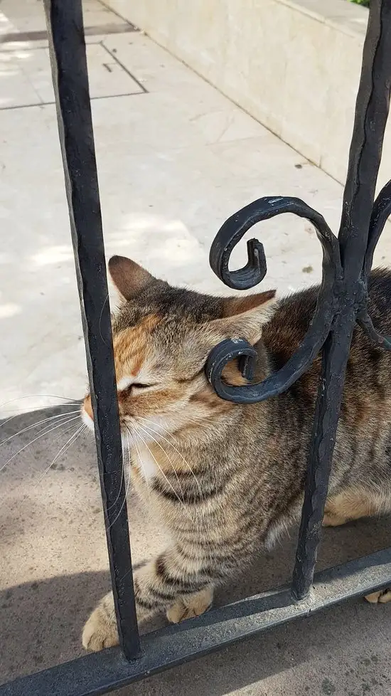 Hosta Piknik'nin yemek ve ambiyans fotoğrafları 80