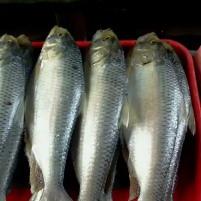 Stall Ikan Terubok Masin (Rus Ex-Army)