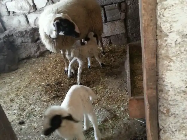 hasdal Çiftliği'nin yemek ve ambiyans fotoğrafları 4