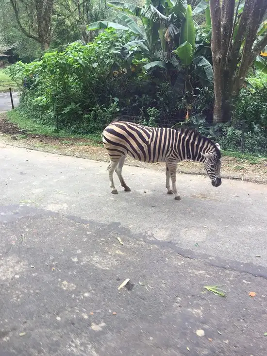 Gambar Makanan Rainforest 5