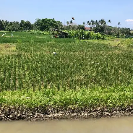 Gambar Makanan Warung Uma Menuh 9