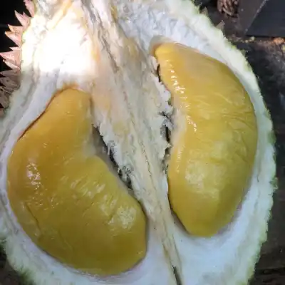 Cap Kaki Durian