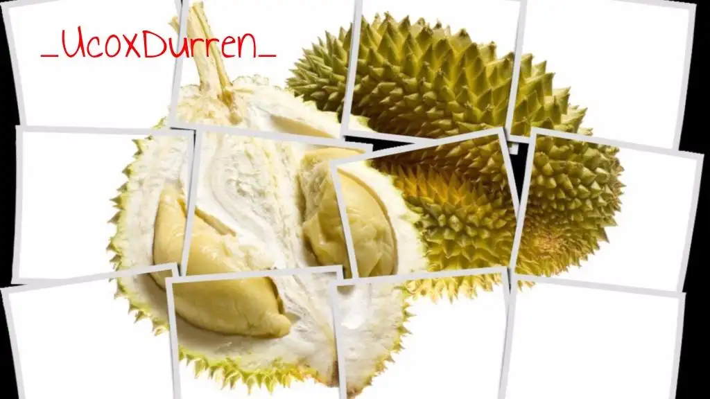 Durian Ucok Medan, Tomang