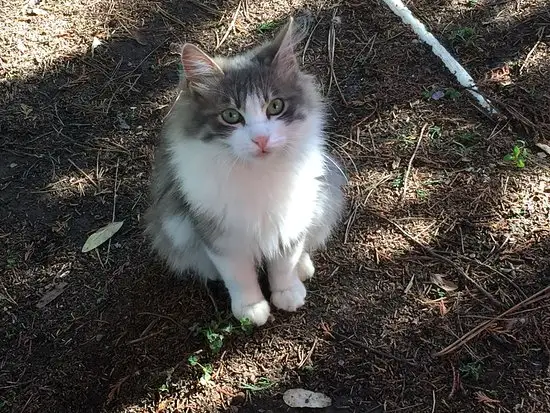 Nezihe Hanım'ın Bahçesi