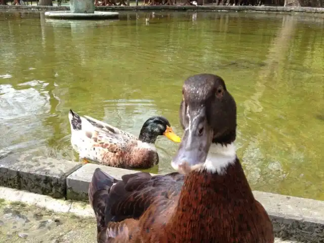 Florya Havuzlu Bahçe'nin yemek ve ambiyans fotoğrafları 11