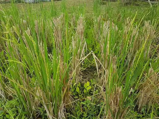 Gambar Makanan Bebek Uma Menuh 2