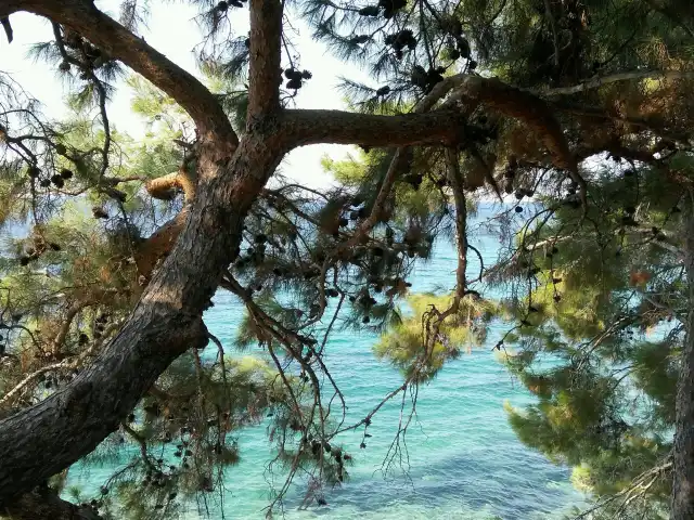 Kayra Beach Balık Ekmek'nin yemek ve ambiyans fotoğrafları 3