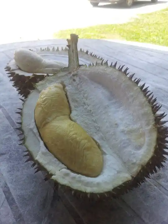 Kedai Makan Bawah Pokok Yang Rendang