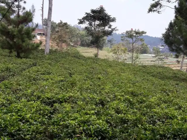 Gambar Makanan Ndoro Dongker Rumah Teh 10