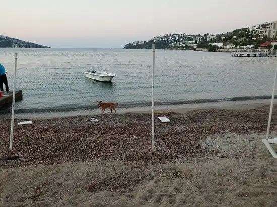 Terzi Mustafa'nIn Yeri'nin yemek ve ambiyans fotoğrafları 36