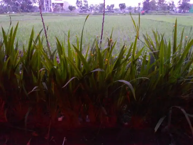 Gambar Makanan Sawah Resto 4