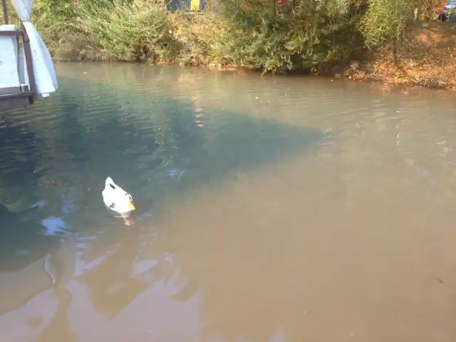 Tuğra Restoran'nin yemek ve ambiyans fotoğrafları 2