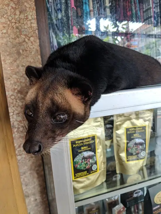 Gambar Makanan Luwak Coffee Bali 16