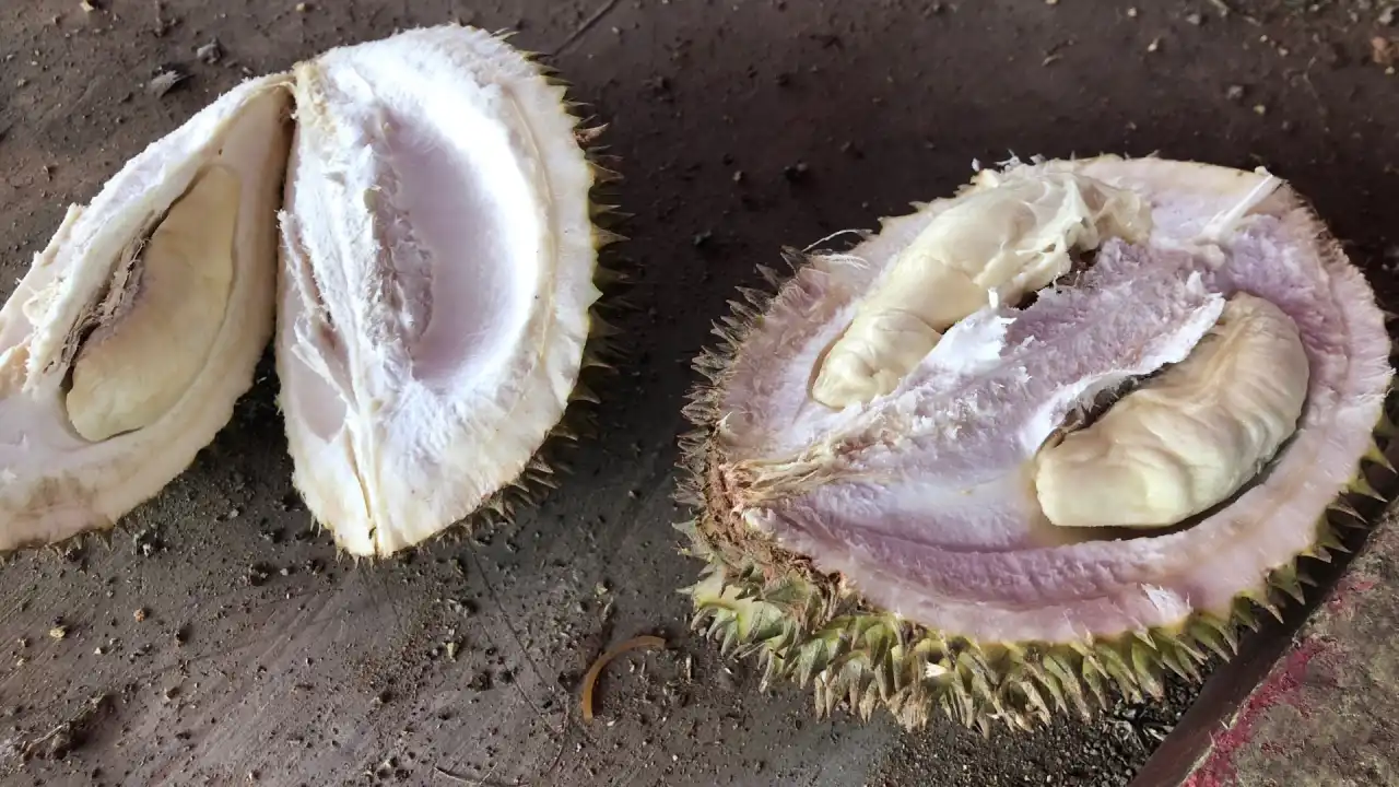 Bajigur Durian Asoy