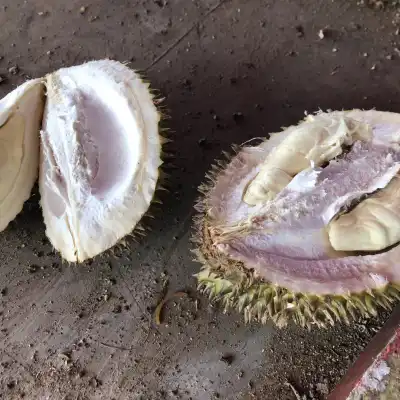 Bajigur Durian Asoy