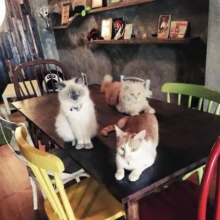 Gambar Makanan The Cat Cabin 1