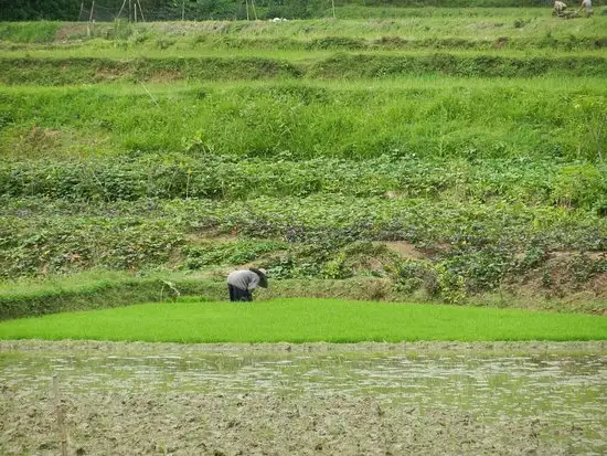 Gambar Makanan Panorama 13