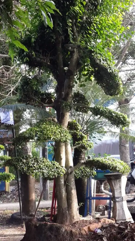Roti canai pokok bonsai Food Photo 3