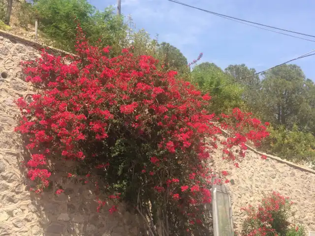 Mavi Yelken'nin yemek ve ambiyans fotoğrafları 3