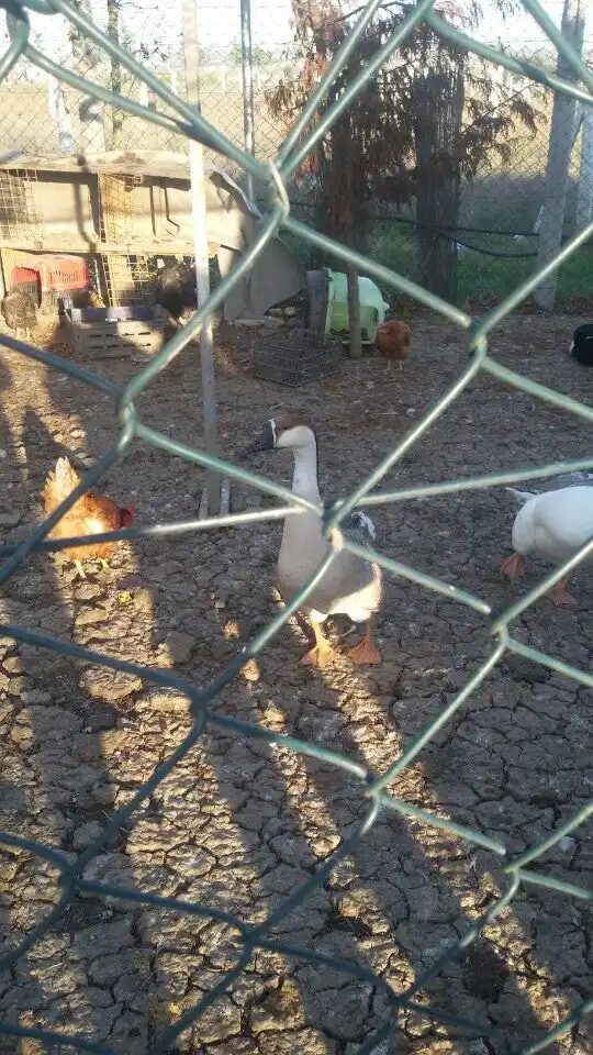 Çatalca Mangal Dünyası'nin yemek ve ambiyans fotoğrafları 1