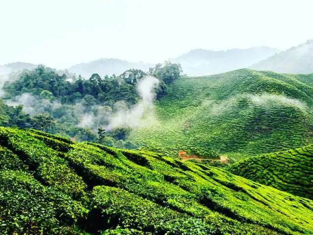 Bharat Tea Plantation Food Photo 2