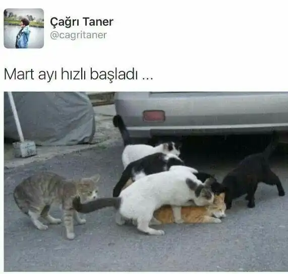 Çavdar Pastanesi'nin yemek ve ambiyans fotoğrafları 3