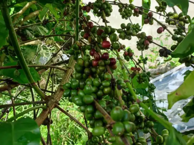 Kopi Ladang Janda Baik Food Photo 11